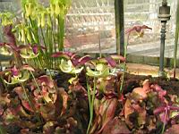 Sarracenia Purpurea (fam Sarraceniacees) (carnivore) (sud est des USA) (03) (Photo F. Mrugala)